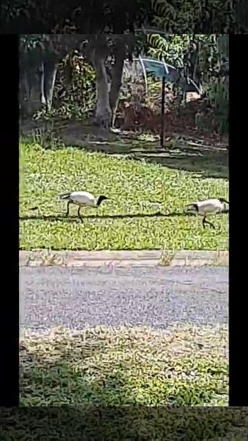 Baby Ibis hassling it's mum.