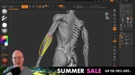Anatomy Stream: Learning about the Muscles