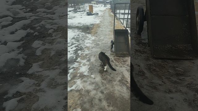 Сырость, слякоть, а я с бомжихой Лапой кормлю кур 🐔