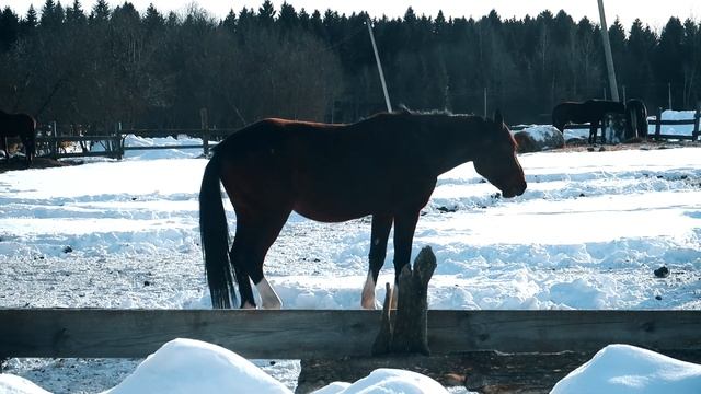 ЕРОФЕЙКА - Вологодский конный завод. Репортаж