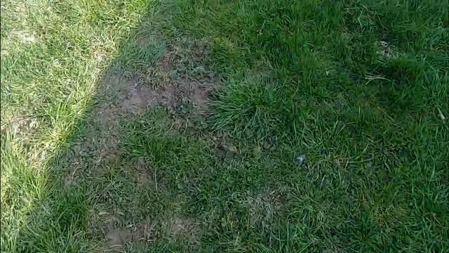 How to dry dandelions for rabbits to eat in winter