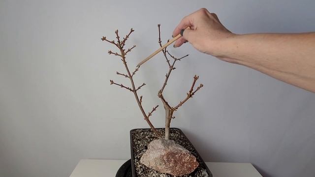 Форзиция в горшке — уход и содержание.