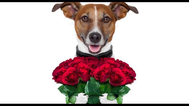 СОБАКА ПОЗДРАВЛЯКА. С 8 МАРТА!