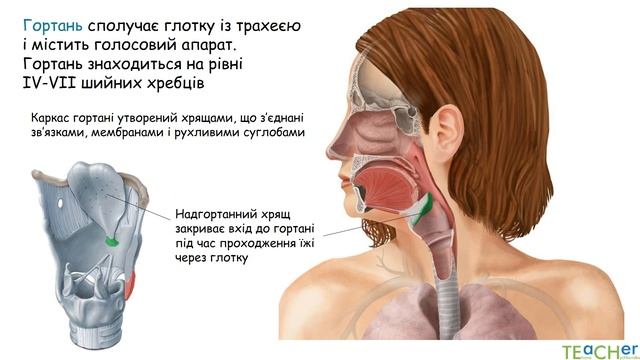 Будова і функції органів дихання.