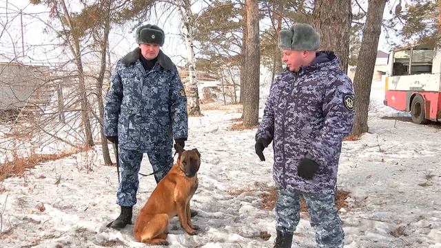 Кинологи УФСИН рассказали, как действовать при встрече с агрессивными собаками
