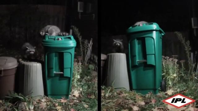 Raccoon-resistant green bin coming to Peel Region