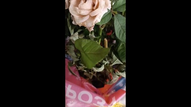 Розы из Магнита