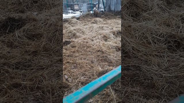 венгерская мангалица Шацк