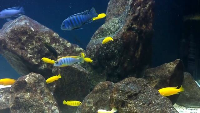 LED Sneak Peek - #4 Tank Updates Thurday's - African Cichlid Hub