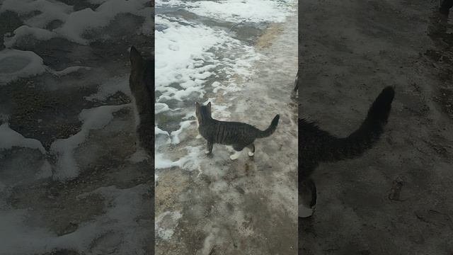 Пока гуси 🪿 вышли на прогулку, разграбил я у них гнездо 🪺