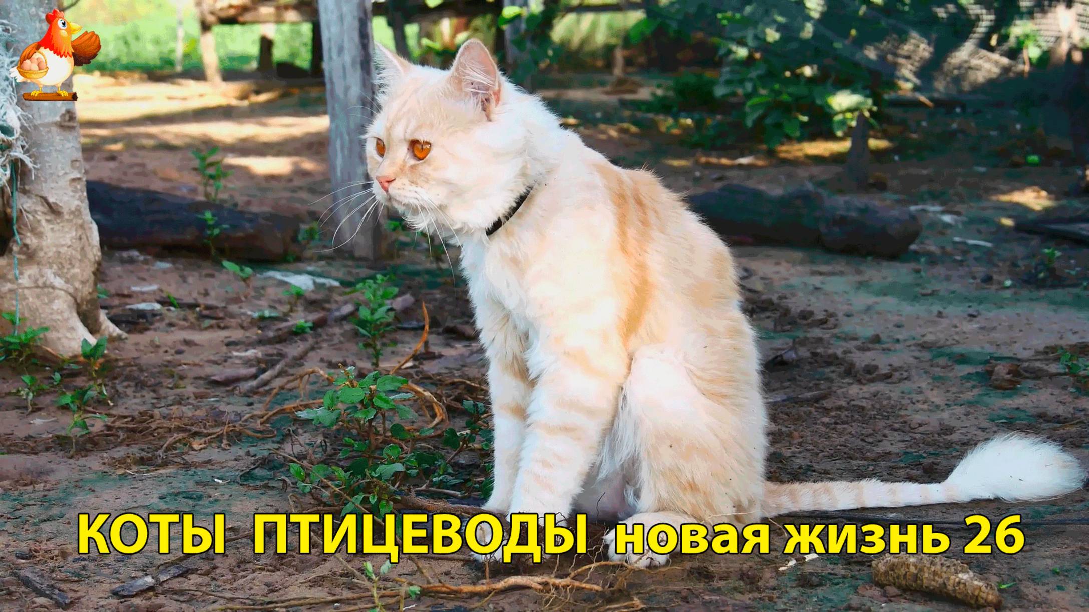 Коты птицеводы со своими подопечными 😹🐈🐈 Новая жизнь – выпуск (26) ❣️🤗😂