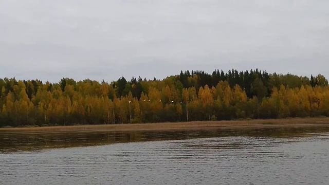 Лебеди на Пялозеро