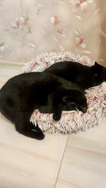 Клаус и Блэки греются у камина