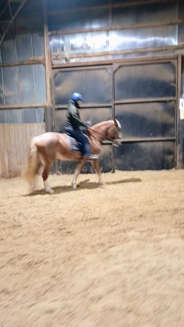 Михаил впервые рысит на Каспере. #horse, #каспер, #ксккаспер, #kskcasper