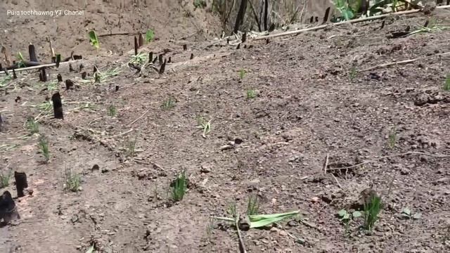Pu. Taia Pasaltha ram vah chanchin ngaihnawm. Sanghal pawrim nam loh dan a hre tlat. Part 2