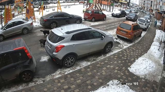 В ПЛЕНУ СТАИ: агрессивные собаки напали на женщину в ЖК "Мандарин" в Левобережном районе.