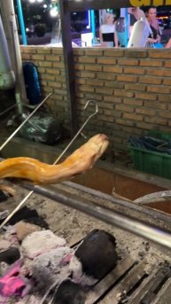 Сегодня пробовала крокодила🐊 и змею🐍