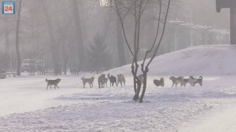 Стаю бродячих собак возле драматического театра почти полностью отловили