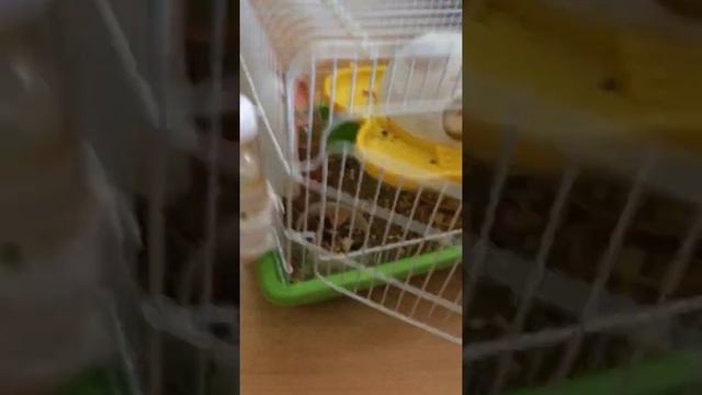 Мои хомяки