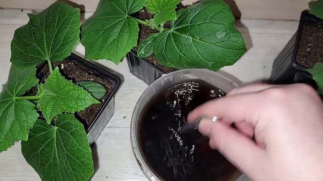 ЖАЛЕЮ, что РАНЬШЕ ТАК НЕ СЕЯЛА СЕМЕНА ОГУРЦОВ! Теперь сею ТОЛЬКО ТАК! Потрясающий результат
