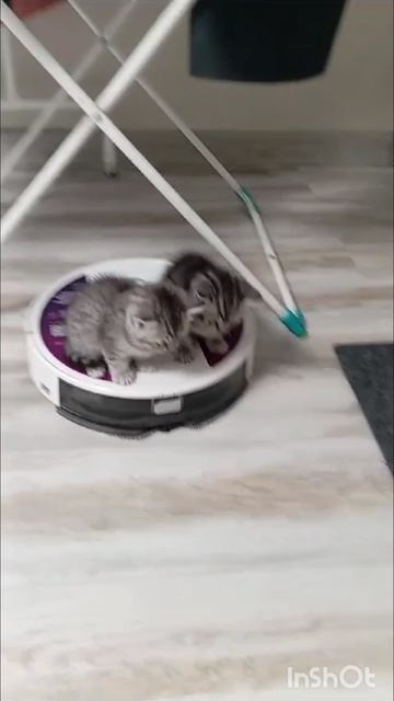 Котики