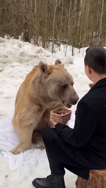 Как вам такой бобер?