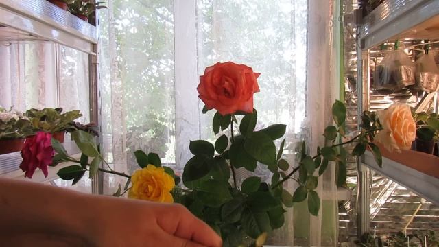 УКОРЕНИТЬ РОЗЫ ИЗ БУКЕТА. БЕЗ ЛИШНИХ СЛОВ, ВСЕ ПО ДЕЛУ .