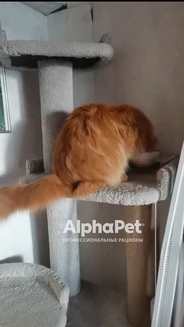 Отзывы AlphaPet | AlphaPet SuperPremium с уткой и индейкой