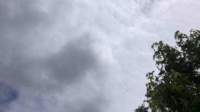 Измаильский турманы лет