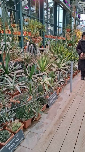 Колючие цветы😄