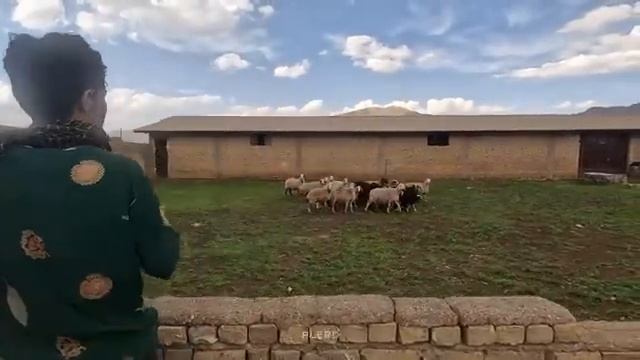 10.04.2024 Ищет повсюду Что случилось с Ее Украденным Стадом