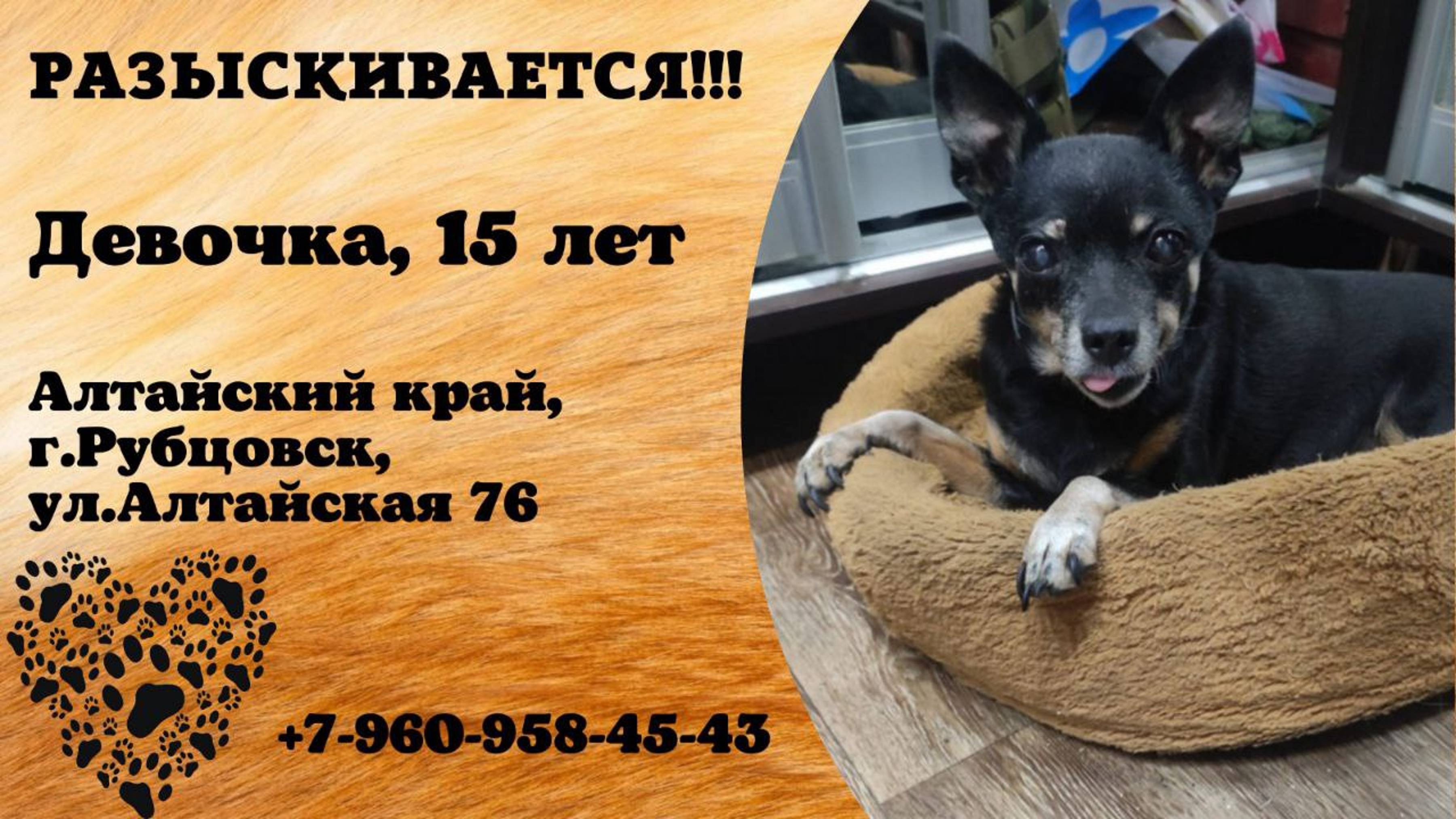 Пропала собака! Девочка, 15 лет. Алтайский край, г. Рубцовск
