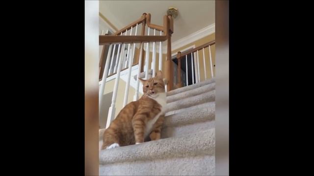Весёлыё рыжие котики (подборка). Часть 1