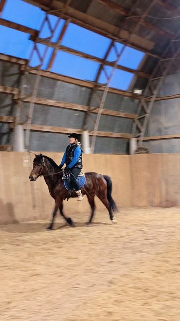 Светлана на Аквилоне рысит без стремян. #horse #аквилон #ксккаспер #kskcasper