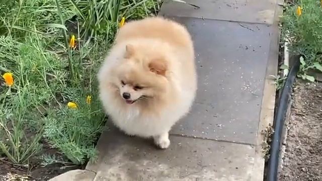 Мишель на чиле  #funnyvideos #ukraine #animals #шпиц #померанскийщпиц #выходные #отдых