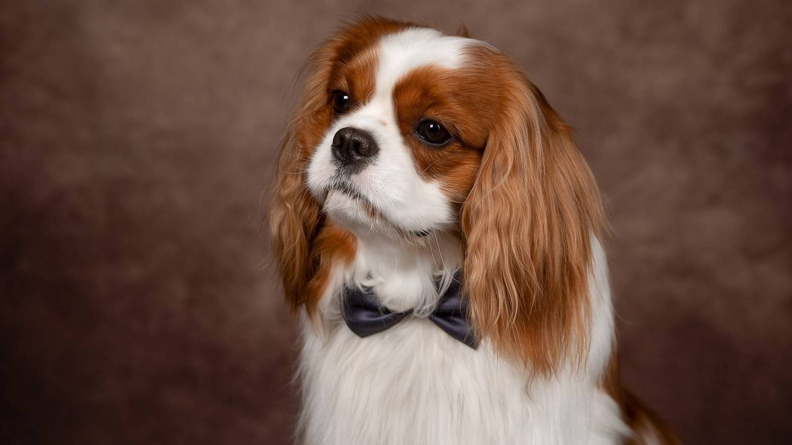 Кобель для вязок Кавалер Кинг Чарльз спаниель NEVSKIY KRISTAL 🐶 KEN PEARL LACE +7 921 945-05-44 СПБ