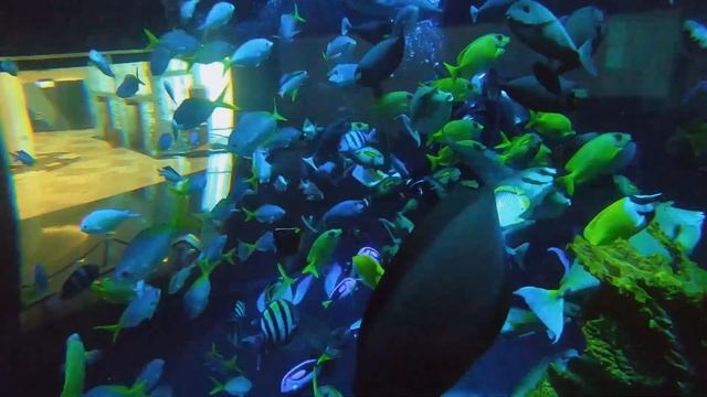 Immerse yourselves in a one-of-a-kind underwater experience diving at Bahrain Aquarium.