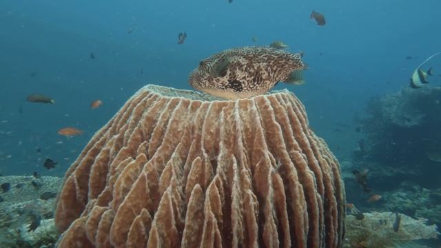 Liberty wreck Tulamben – GoPro 10