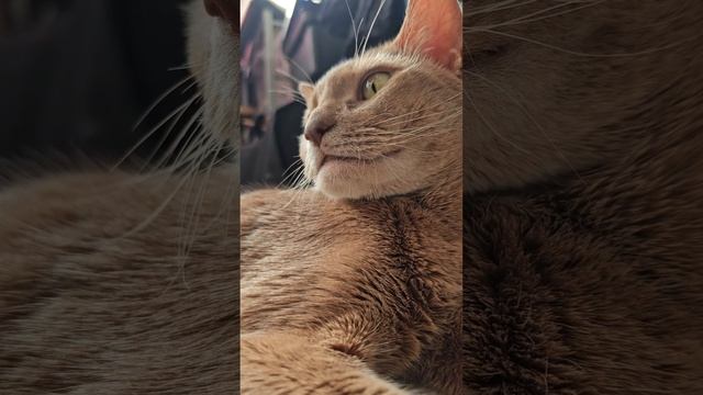 Милая песня про котика. Мы с хозяином написали стишок, а искусственный интеллект сделал нам песню