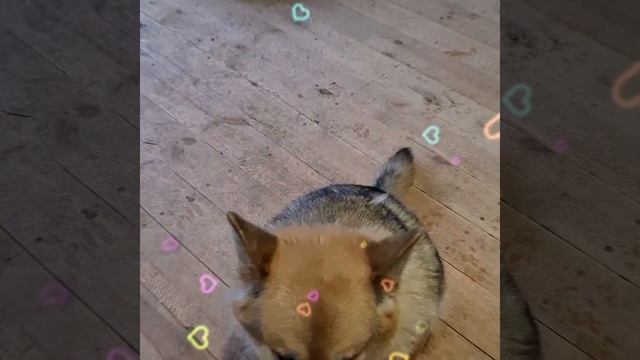 1000017910.mp4 (Собака смотрит на электроснабжение дома А-фрейм)