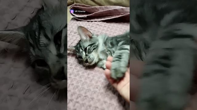 07-03-2025 Лео, очень ручной, мурчащий курильский бобтейл. Крупный. 4 мес. Привит, здоров.