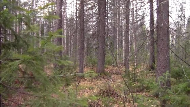 рг Красавка и шестимесячный Плакун  23. 10. 18 г.