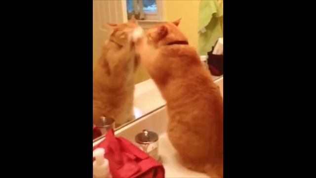 Весёлыё рыжие котики (подборка). Часть 4