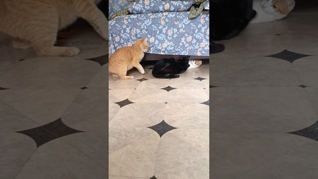 1000024219.mp4