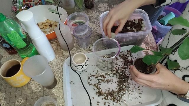 С наступающим! Пересаживаю алоказии фрайдек, мело и дубы.