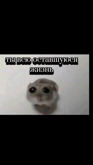 мем#грусть#котики#