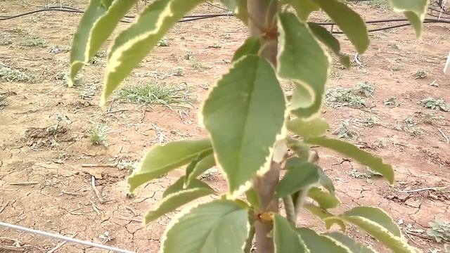 Συμπτώματα τροφοπενίας Καλίου (K) σε φύλλα δένδρου κερασιάς