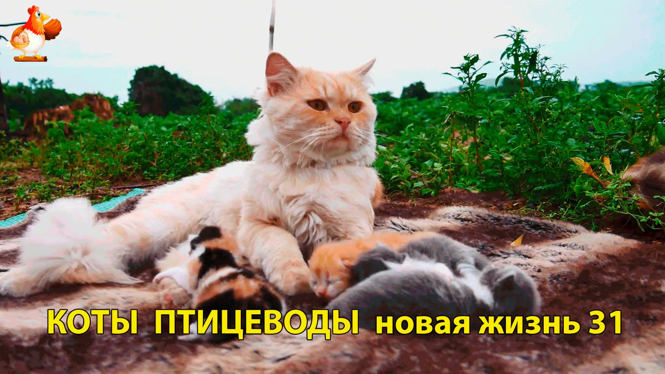 Коты птицеводы со своими подопечными 😹🐈🐈 Новая жизнь – выпуск (31) ❣️🤗😂
