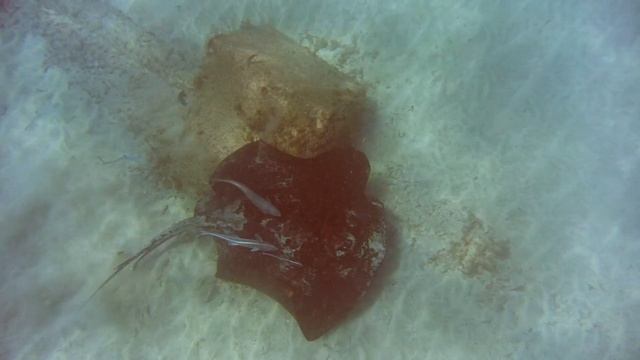 SNORKELING in MORRO JABLE, Fuerteventura