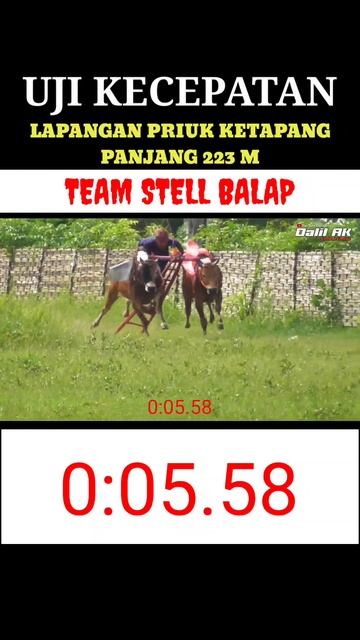 Cukup stabil kecepatan Sapi Stell Balap lapangan Priuk Ketapang